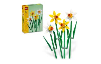 Daffodils 40747